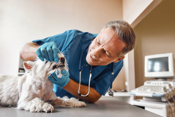 Best Emergency Dental Care for Broken or Chipped Teeth in Macon, IL
